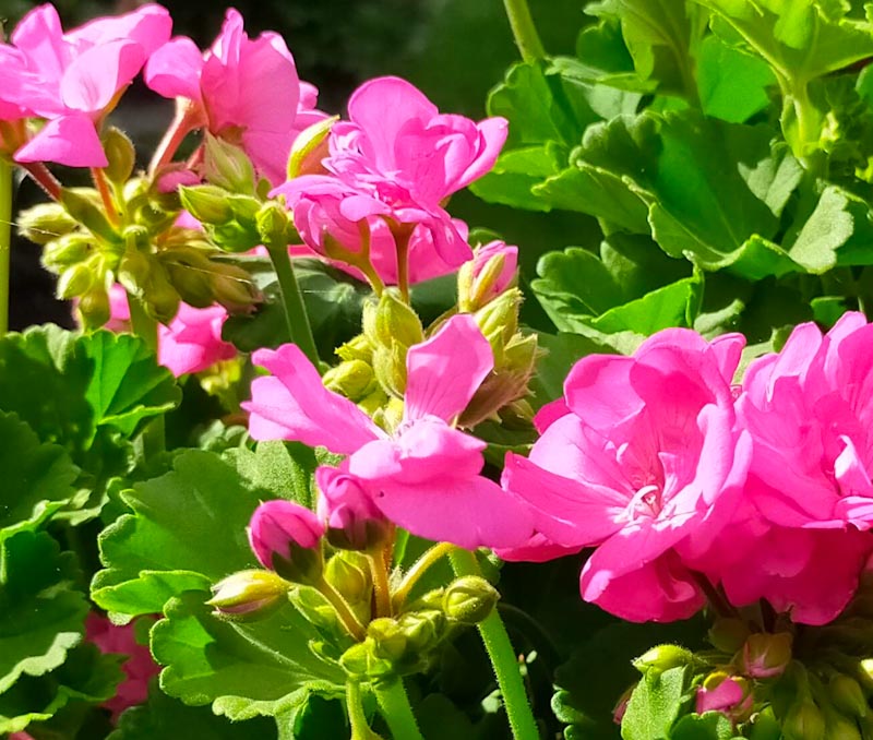 bloemen bestellen voor moederdag